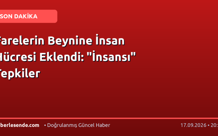 Farelerin Beynine İnsan Hücresi Eklendi: "İnsansı" Tepkiler