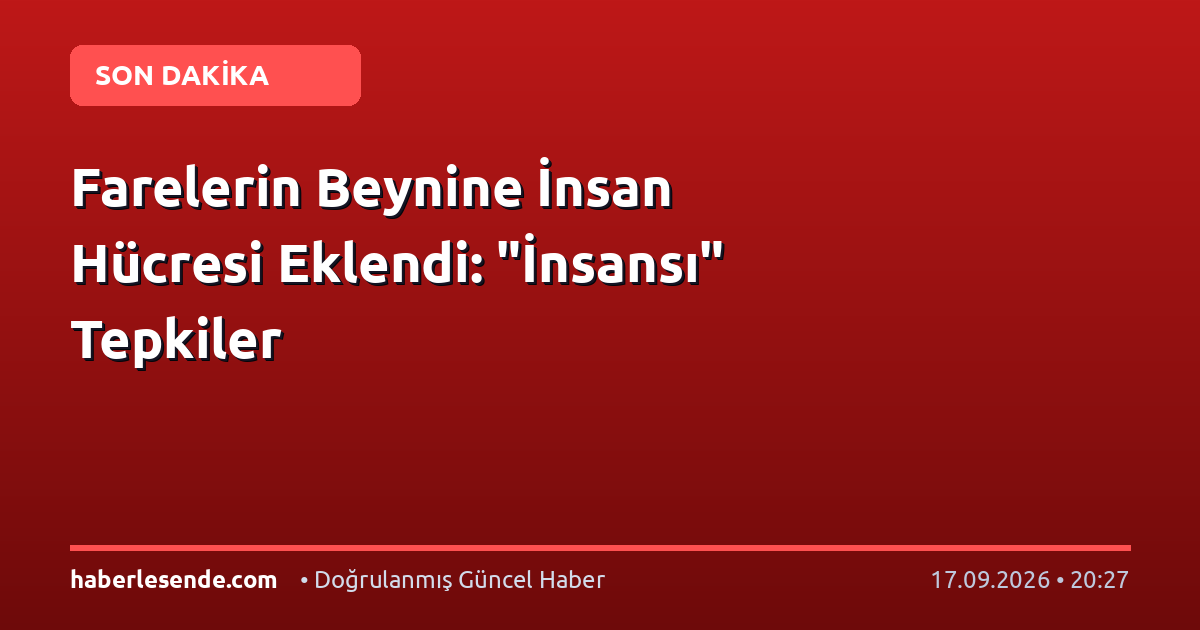 Farelerin Beynine İnsan Hücresi Eklendi: "İnsansı" Tepkiler