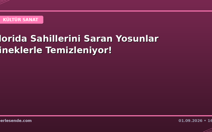 Florida Sahillerini Saran Yosunlar Sineklerle Temizleniyor!