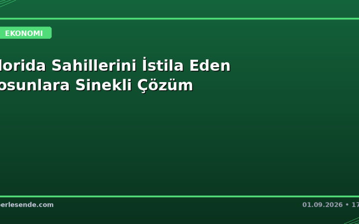 Florida Sahillerini İstila Eden Yosunlara Sinekli Çözüm