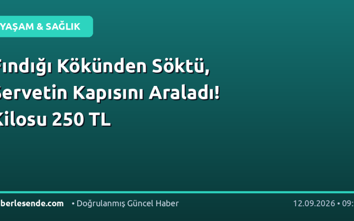 Fındığı Kökünden Söktü, Servetin Kapısını Araladı! Kilosu 250 TL