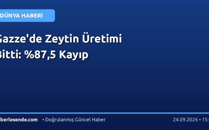 Gazze'de Zeytin Üretimi Bitti: ,5 Kayıp