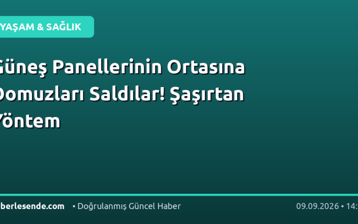 Güneş Panellerinin Ortasına Domuzları Saldılar! Şaşırtan Yöntem