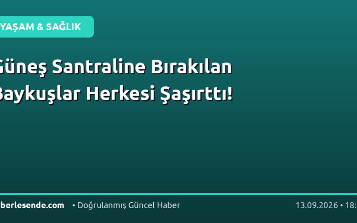 Güneş Santraline Bırakılan Baykuşlar Herkesi Şaşırttı!