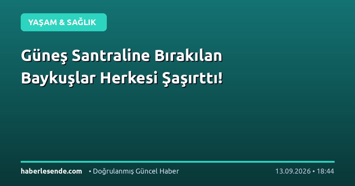 Güneş Santraline Bırakılan Baykuşlar Herkesi Şaşırttı!