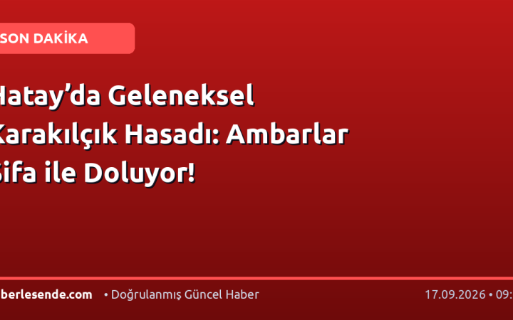 Hatay’da Geleneksel Karakılçık Hasadı: Ambarlar Şifa ile Doluyor!