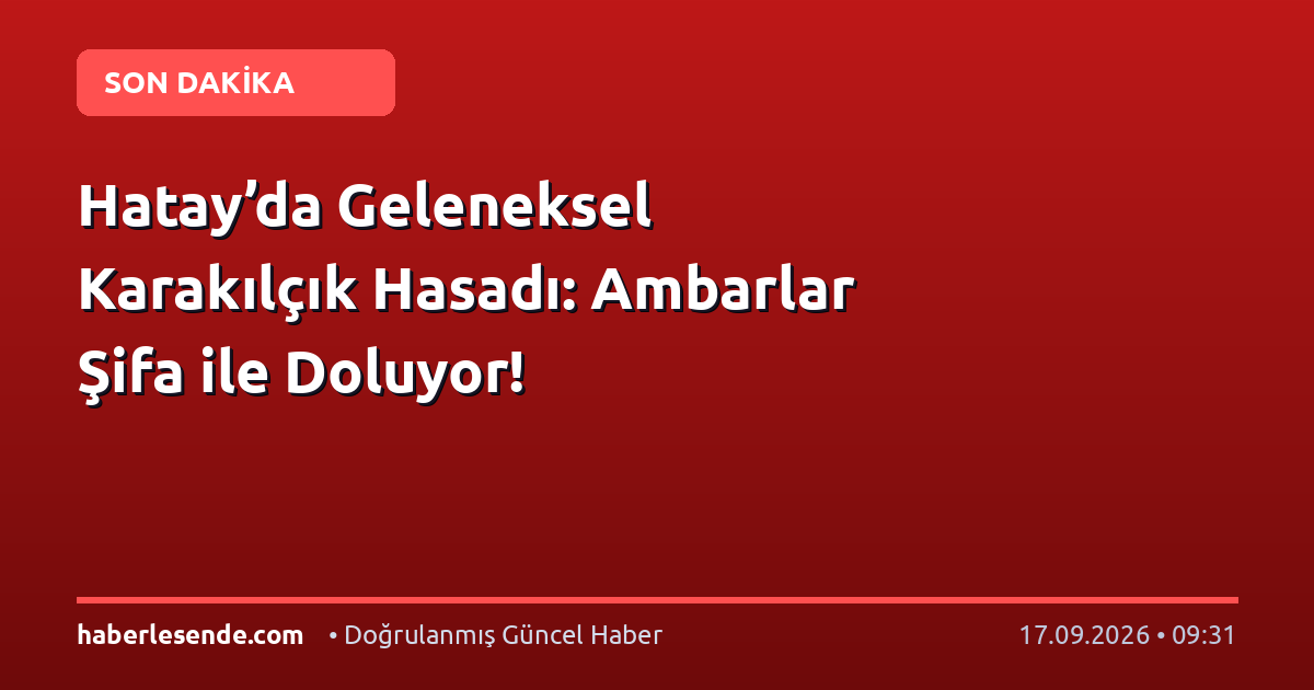 Hatay’da Geleneksel Karakılçık Hasadı: Ambarlar Şifa ile Doluyor!