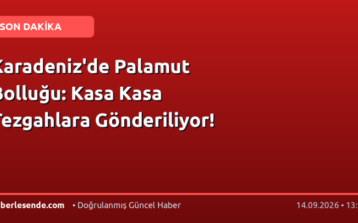 Karadeniz'de Palamut Bolluğu: Kasa Kasa Tezgahlara Gönderiliyor!