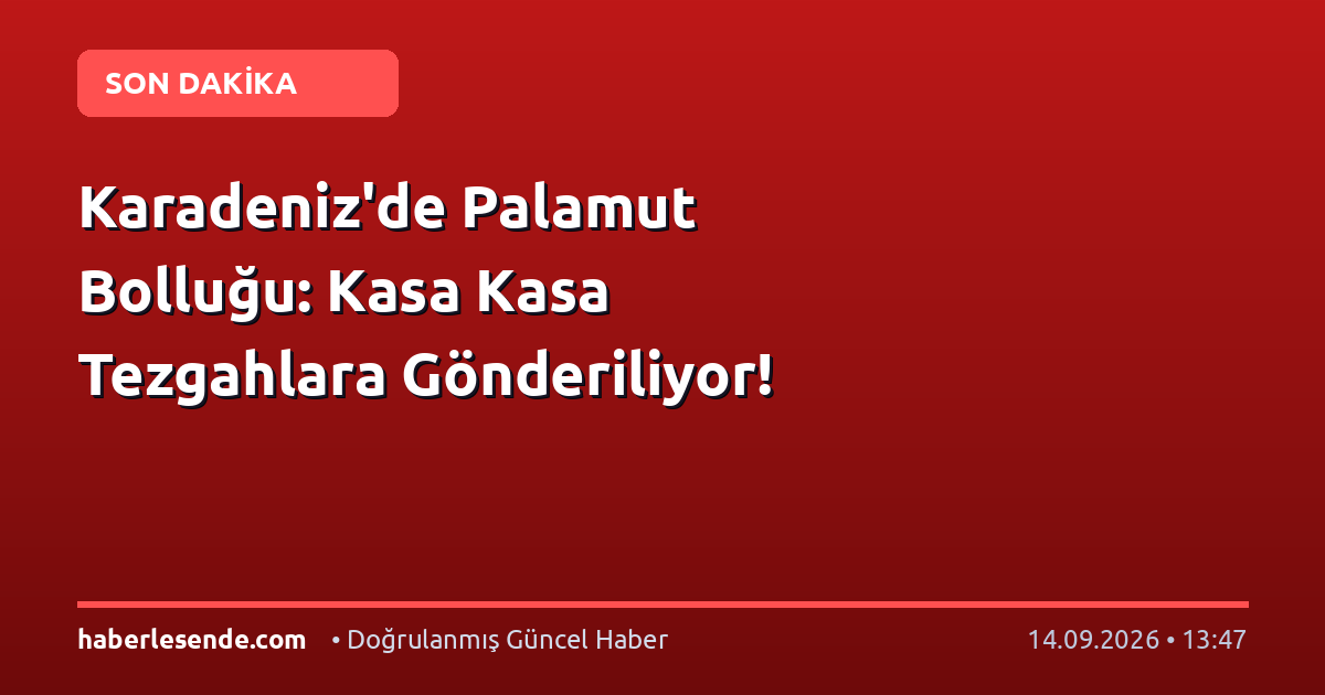 Karadeniz'de Palamut Bolluğu: Kasa Kasa Tezgahlara Gönderiliyor!