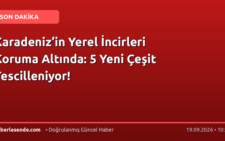 Karadeniz’in Yerel İncirleri Koruma Altında: 5 Yeni Çeşit Tescilleniyor!