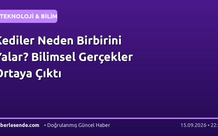 Kediler Neden Birbirini Yalar? Bilimsel Gerçekler Ortaya Çıktı