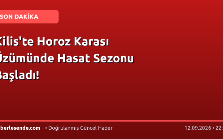 Kilis'te Horoz Karası Üzümünde Hasat Sezonu Başladı!