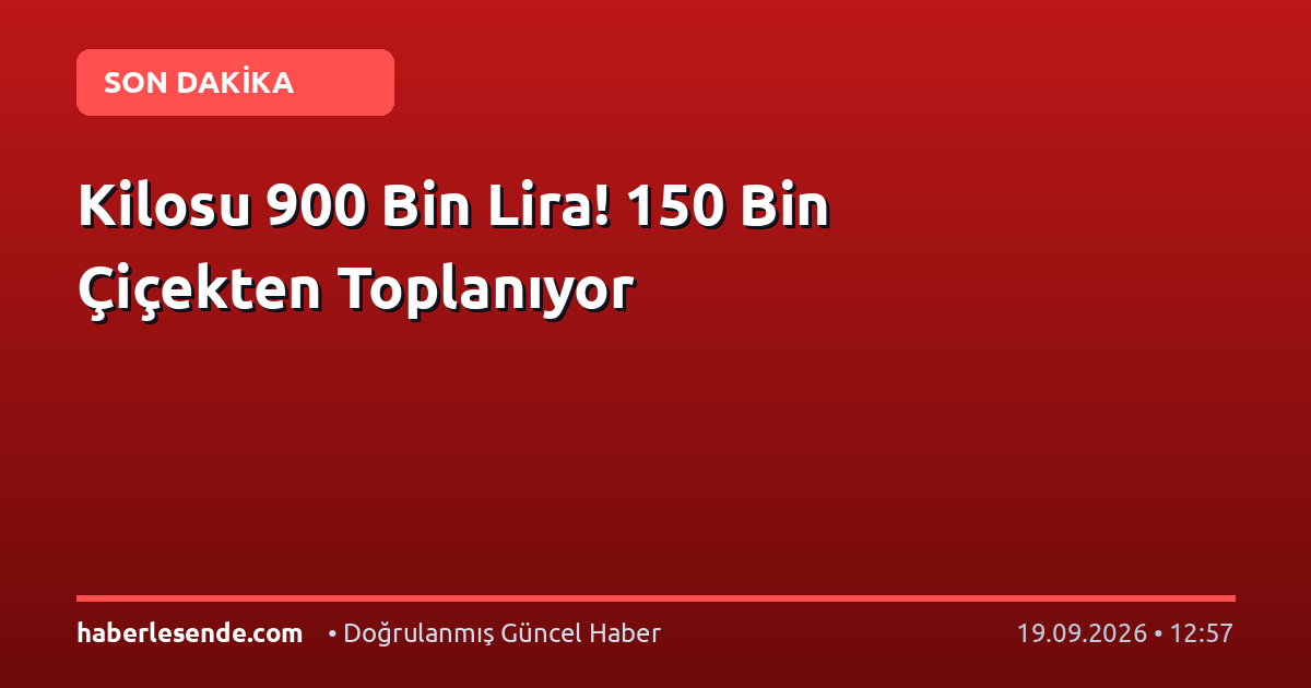 Kilosu 900 Bin Lira! 150 Bin Çiçekten Toplanıyor