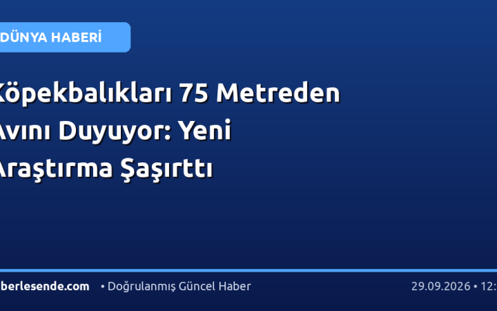 Köpekbalıkları 75 Metreden Avını Duyuyor: Yeni Araştırma Şaşırttı