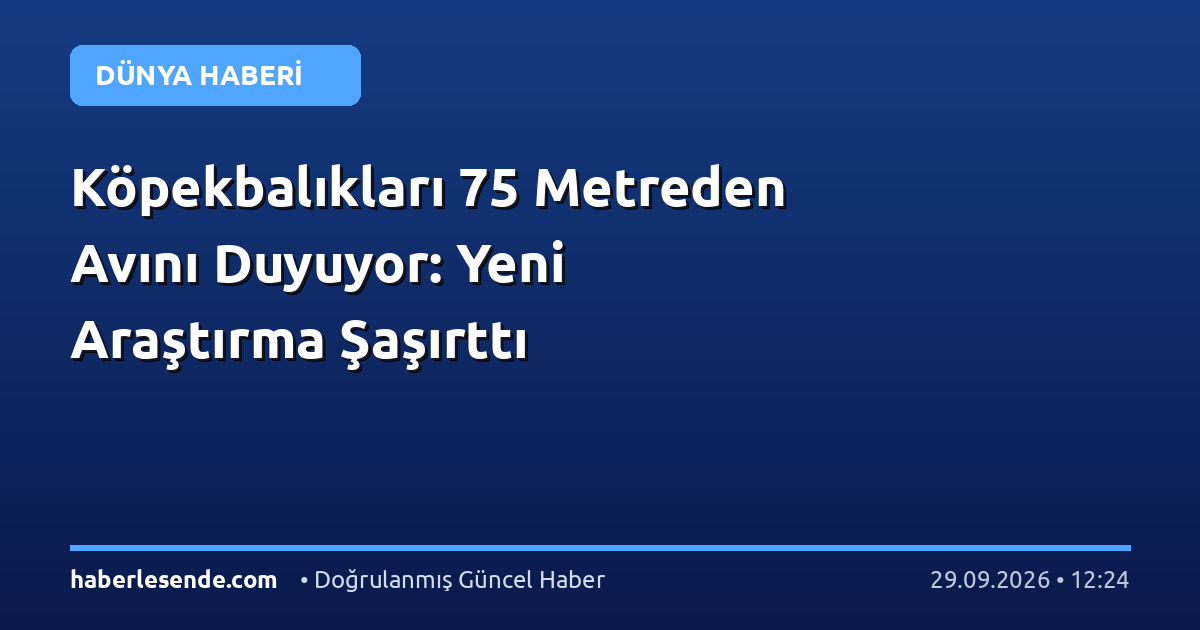 Köpekbalıkları 75 Metreden Avını Duyuyor: Yeni Araştırma Şaşırttı