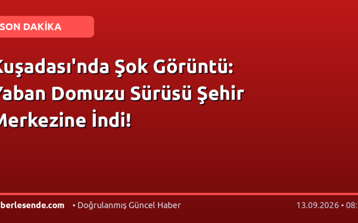 Kuşadası'nda Şok Görüntü: Yaban Domuzu Sürüsü Şehir Merkezine İndi!