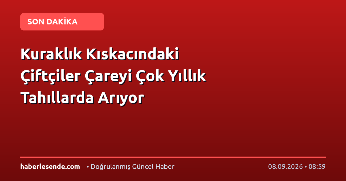 Kuraklık Kıskacındaki Çiftçiler Çareyi Çok Yıllık Tahıllarda Arıyor
