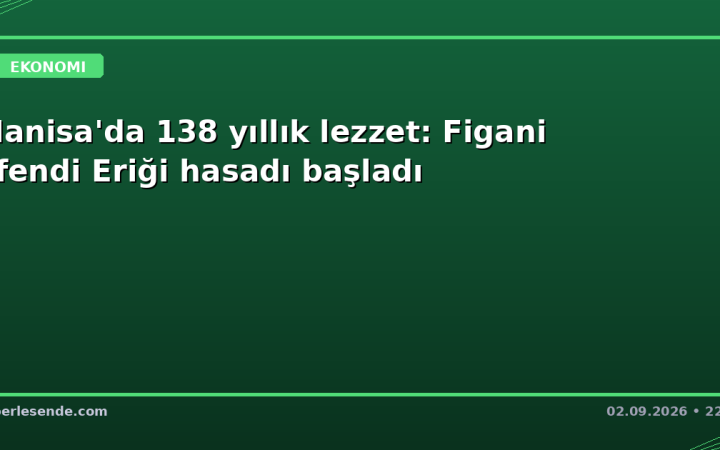 Manisa'da 138 yıllık lezzet: Figani Efendi Eriği hasadı başladı