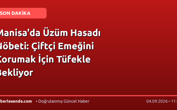 Manisa'da Üzüm Hasadı Nöbeti: Çiftçi Emeğini Korumak İçin Tüfekle Bekliyor