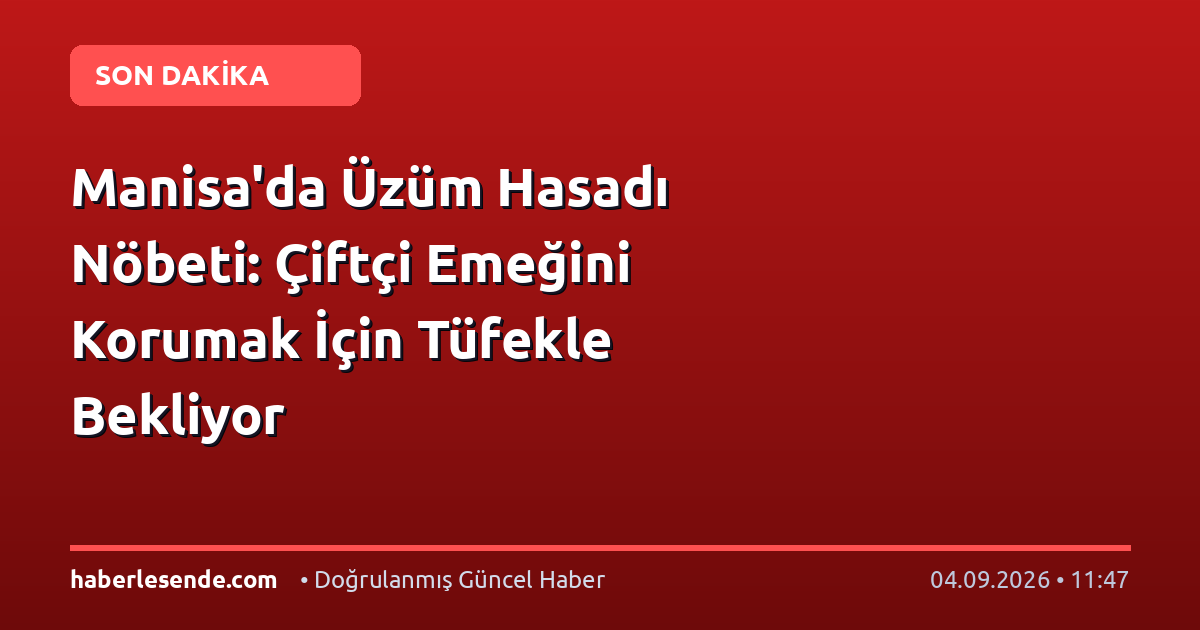 Manisa'da Üzüm Hasadı Nöbeti: Çiftçi Emeğini Korumak İçin Tüfekle Bekliyor
