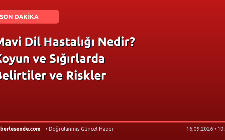Mavi Dil Hastalığı Nedir? Koyun ve Sığırlarda Belirtiler ve Riskler