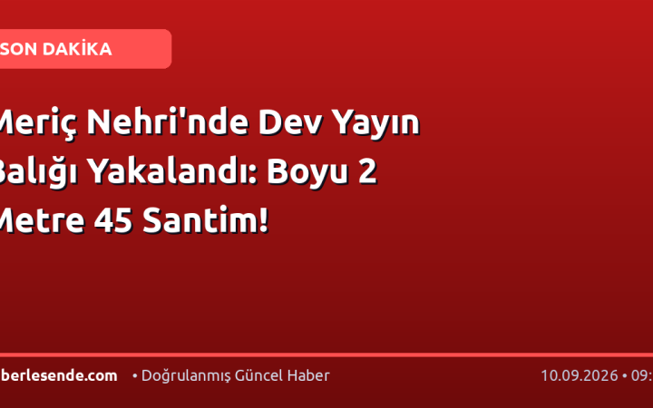 Meriç Nehri'nde Dev Yayın Balığı Yakalandı: Boyu 2 Metre 45 Santim!