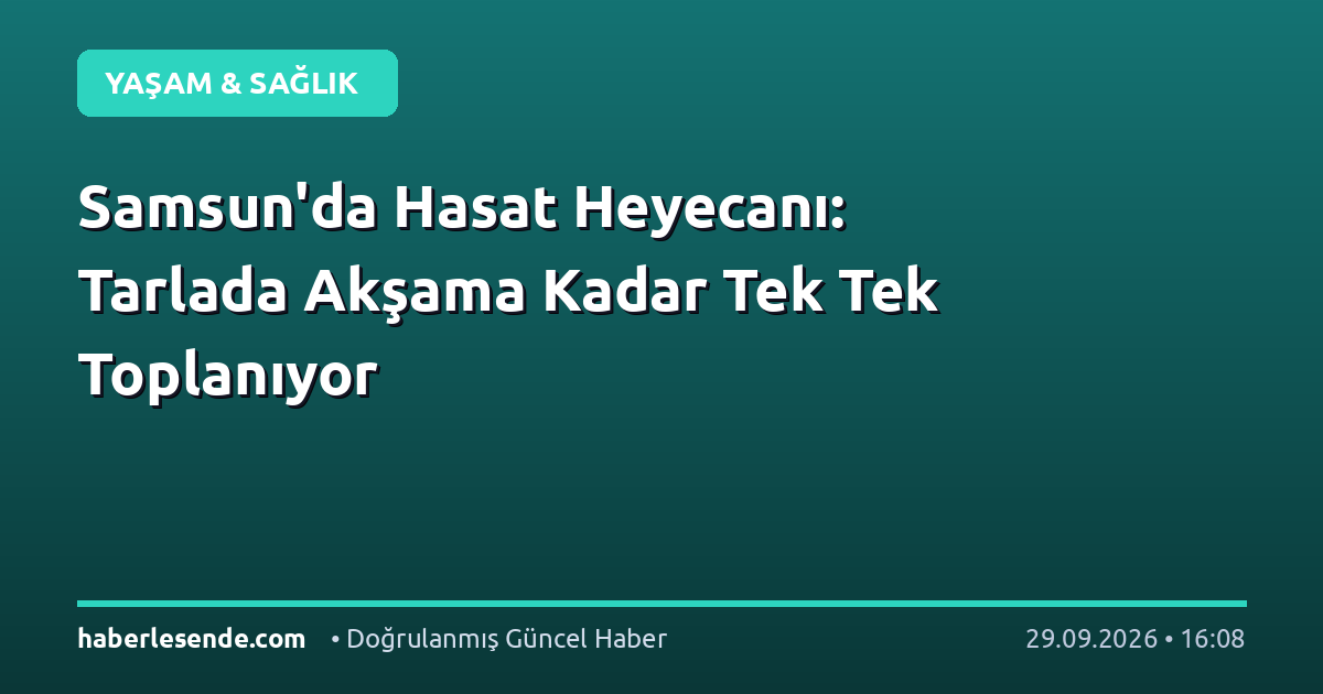 Samsun'da Hasat Heyecanı: Tarlada Akşama Kadar Tek Tek Toplanıyor