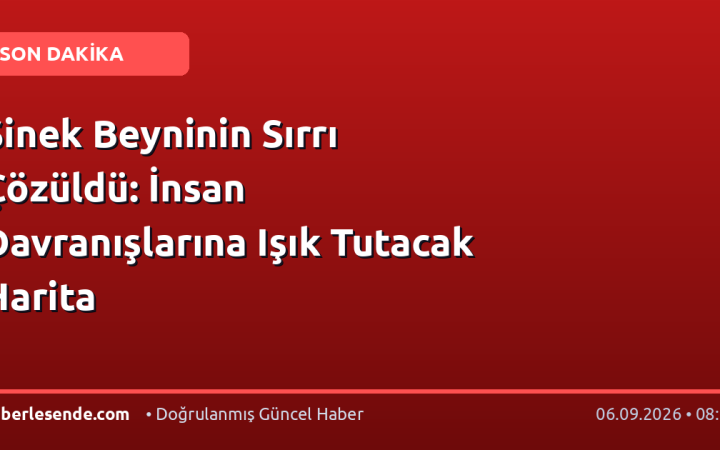 Sinek Beyninin Sırrı Çözüldü: İnsan Davranışlarına Işık Tutacak Harita
