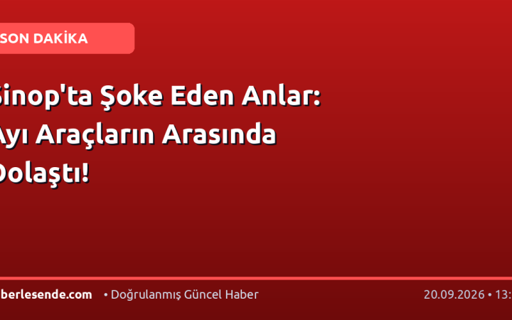Sinop'ta Şoke Eden Anlar: Ayı Araçların Arasında Dolaştı!