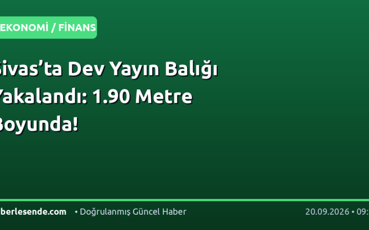 Sivas’ta Dev Yayın Balığı Yakalandı: 1.90 Metre Boyunda!
