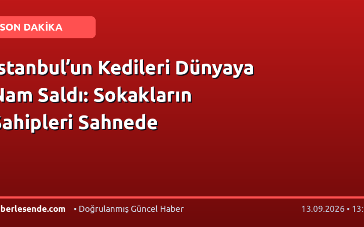 İstanbul’un Kedileri Dünyaya Nam Saldı: Sokakların Sahipleri Sahnede