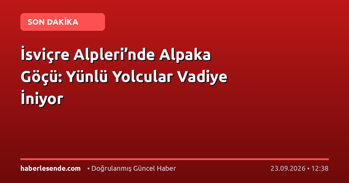 İsviçre Alpleri’nde Alpaka Göçü: Yünlü Yolcular Vadiye İniyor