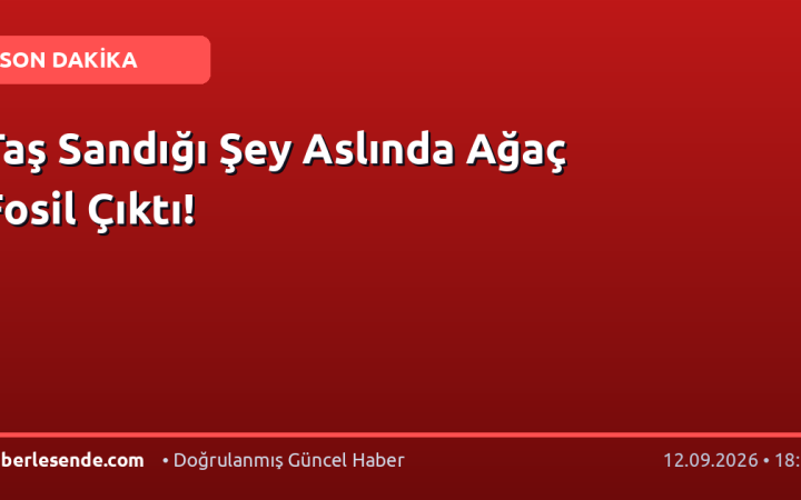 Taş Sandığı Şey Aslında Ağaç Fosil Çıktı!