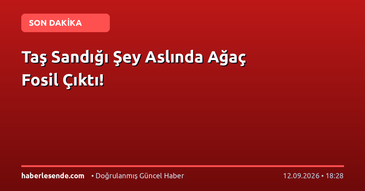 Taş Sandığı Şey Aslında Ağaç Fosil Çıktı!