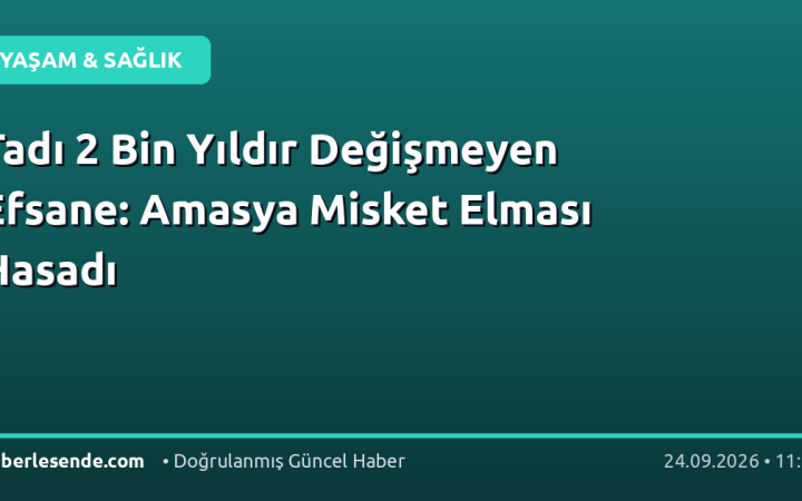 Tadı 2 Bin Yıldır Değişmeyen Efsane: Amasya Misket Elması Hasadı
