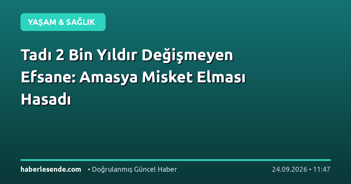 Tadı 2 Bin Yıldır Değişmeyen Efsane: Amasya Misket Elması Hasadı