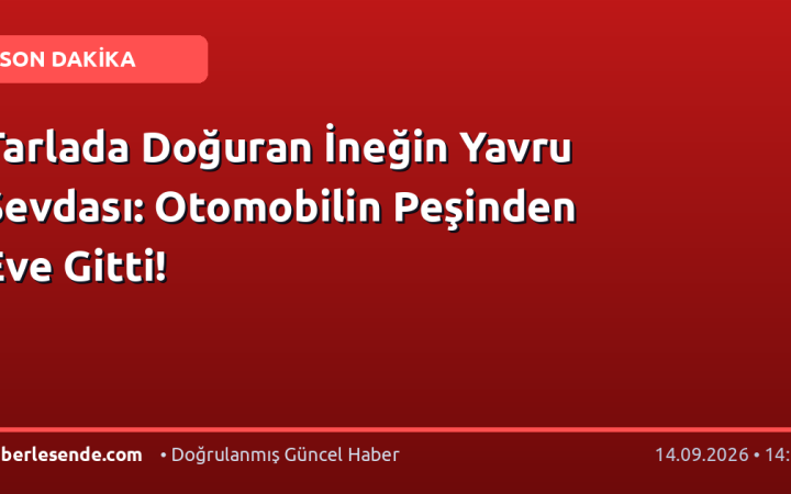 Tarlada Doğuran İneğin Yavru Sevdası: Otomobilin Peşinden Eve Gitti!