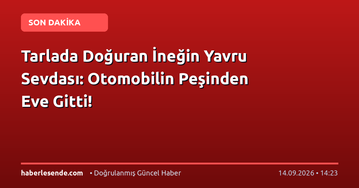 Tarlada Doğuran İneğin Yavru Sevdası: Otomobilin Peşinden Eve Gitti!