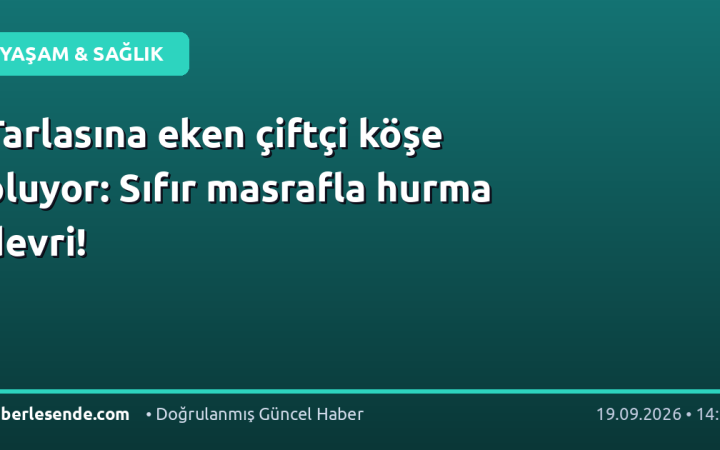 Tarlasına eken çiftçi köşe oluyor: Sıfır masrafla hurma devri!