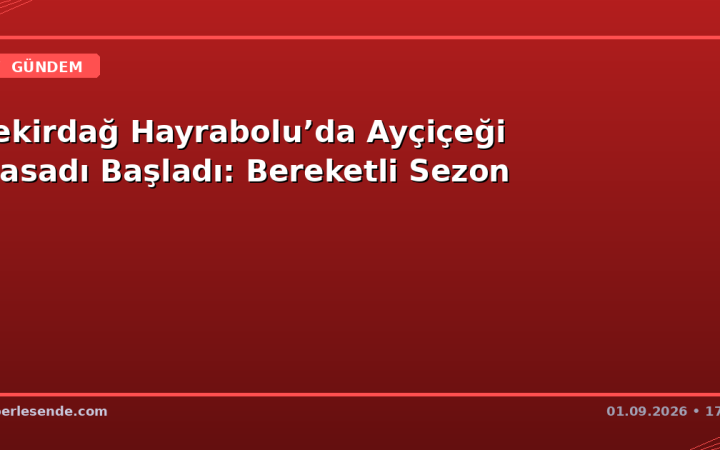 Tekirdağ Hayrabolu’da Ayçiçeği Hasadı Başladı: Bereketli Sezon