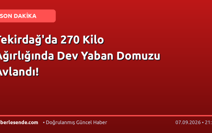Tekirdağ'da 270 Kilo Ağırlığında Dev Yaban Domuzu Avlandı!