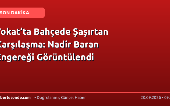Tokat’ta Bahçede Şaşırtan Karşılaşma: Nadir Baran Engereği Görüntülendi