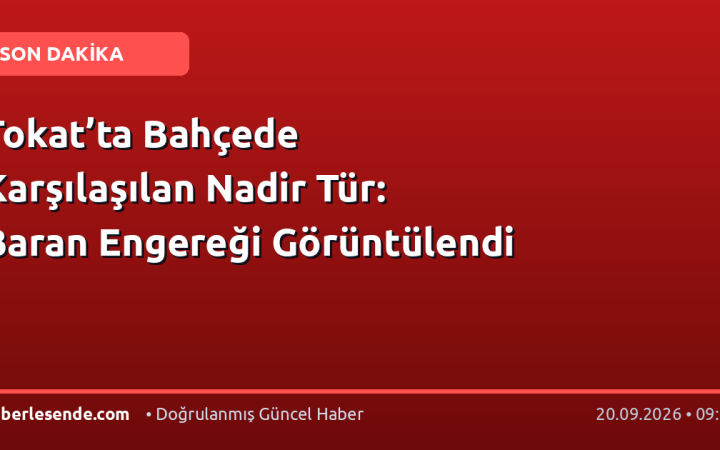 Tokat’ta Bahçede Karşılaşılan Nadir Tür: Baran Engereği Görüntülendi