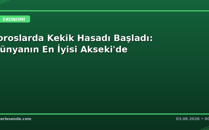 Toroslarda Kekik Hasadı Başladı: Dünyanın En İyisi Akseki'de