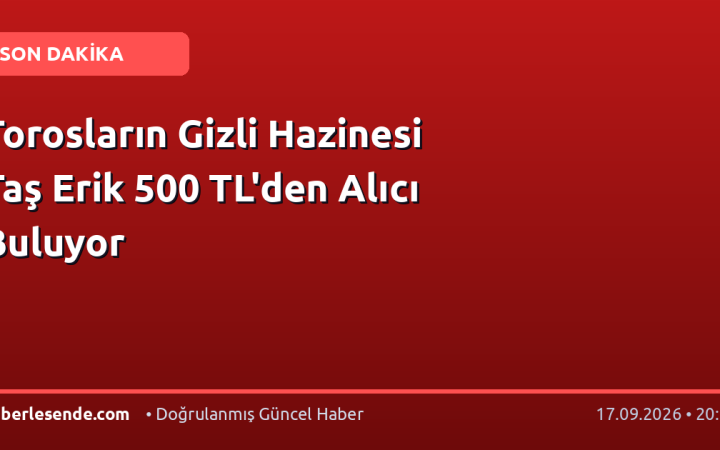 Torosların Gizli Hazinesi Taş Erik 500 TL'den Alıcı Buluyor