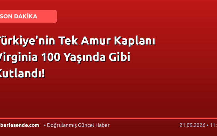 Türkiye'nin Tek Amur Kaplanı Virginia 100 Yaşında Gibi Kutlandı!