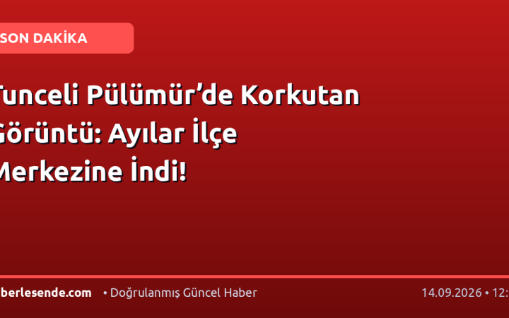 Tunceli Pülümür’de Korkutan Görüntü: Ayılar İlçe Merkezine İndi!