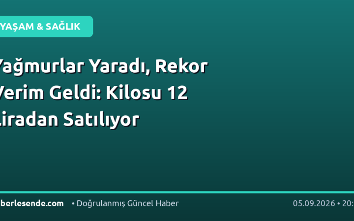 Yağmurlar Yaradı, Rekor Verim Geldi: Kilosu 12 Liradan Satılıyor