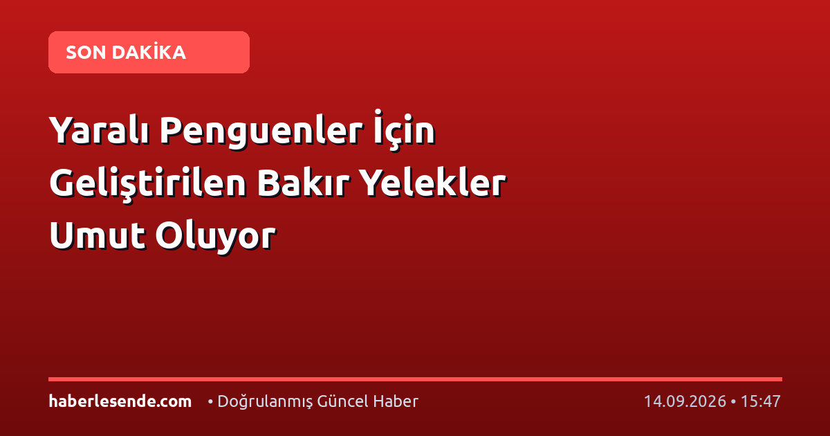 Yaralı Penguenler İçin Geliştirilen Bakır Yelekler Umut Oluyor