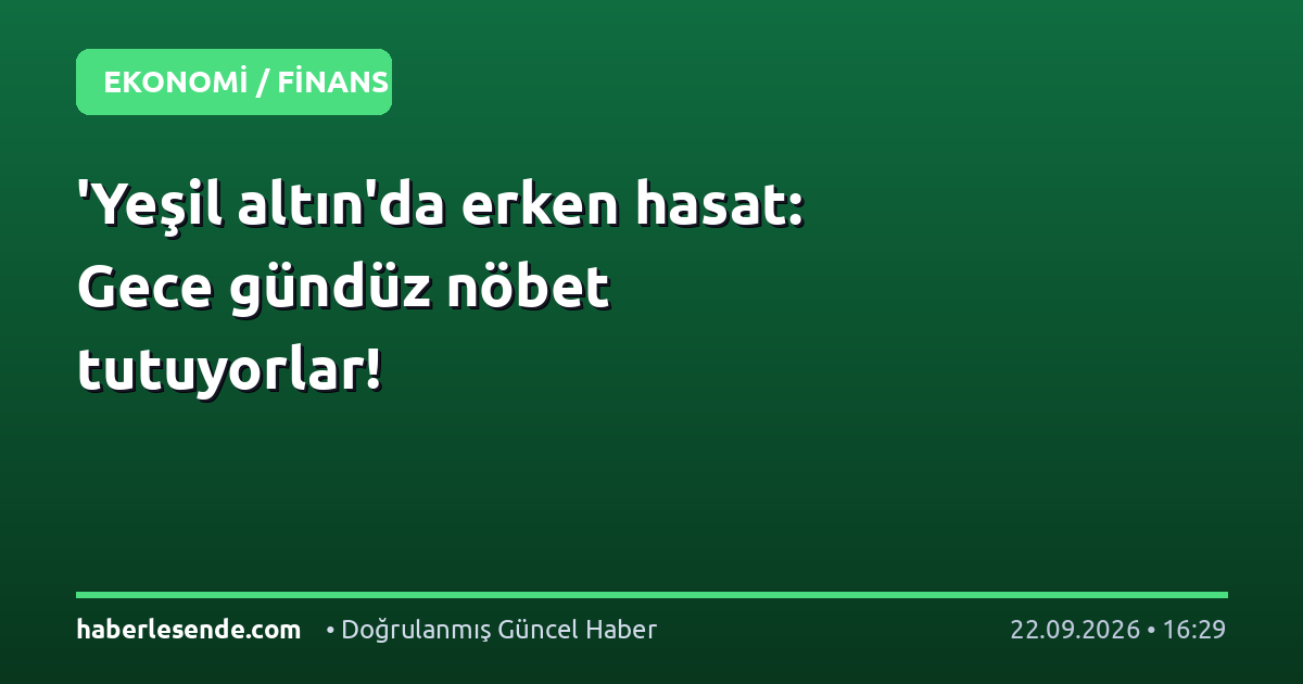 'Yeşil altın'da erken hasat: Gece gündüz nöbet tutuyorlar!